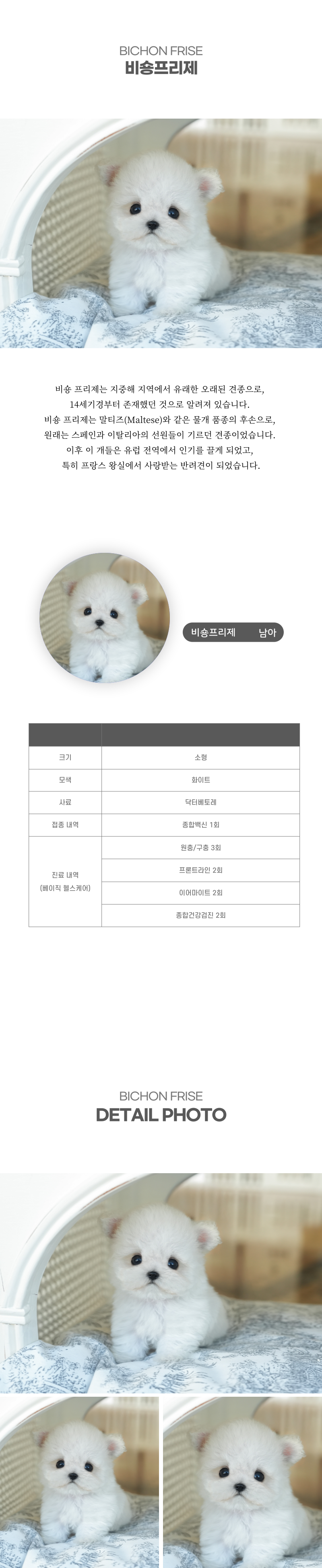 미니비숑_상세이미지_2